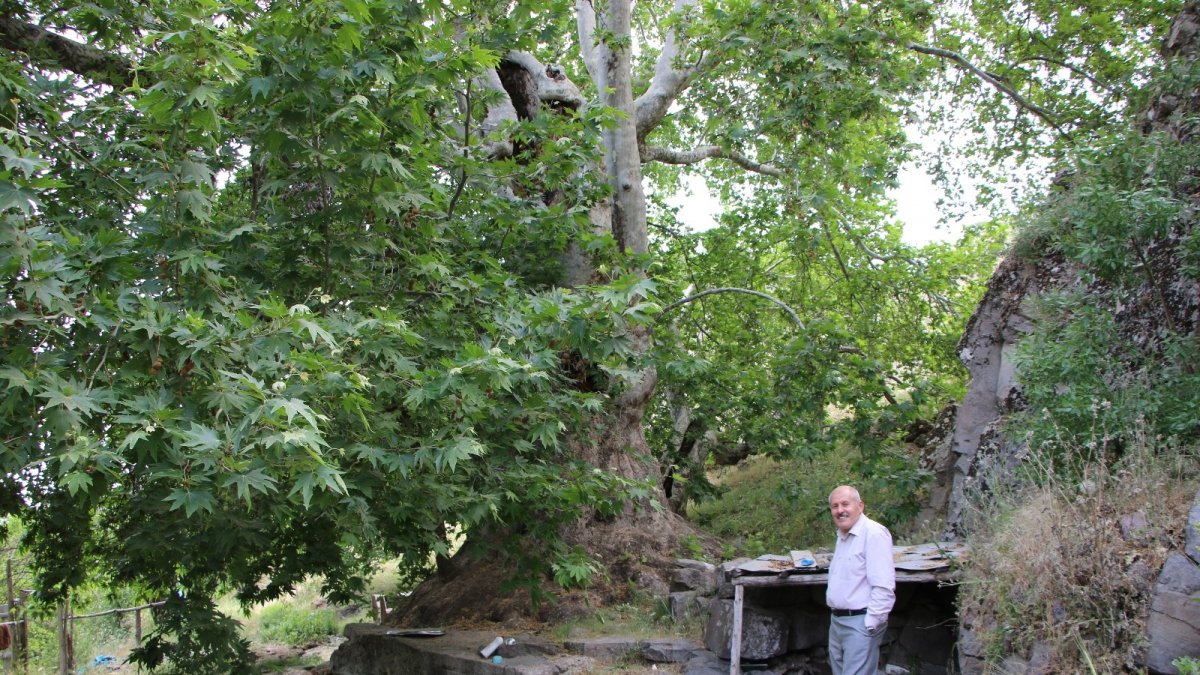 Tam bin yıllık çınar, 22 metre gövdeye sahip