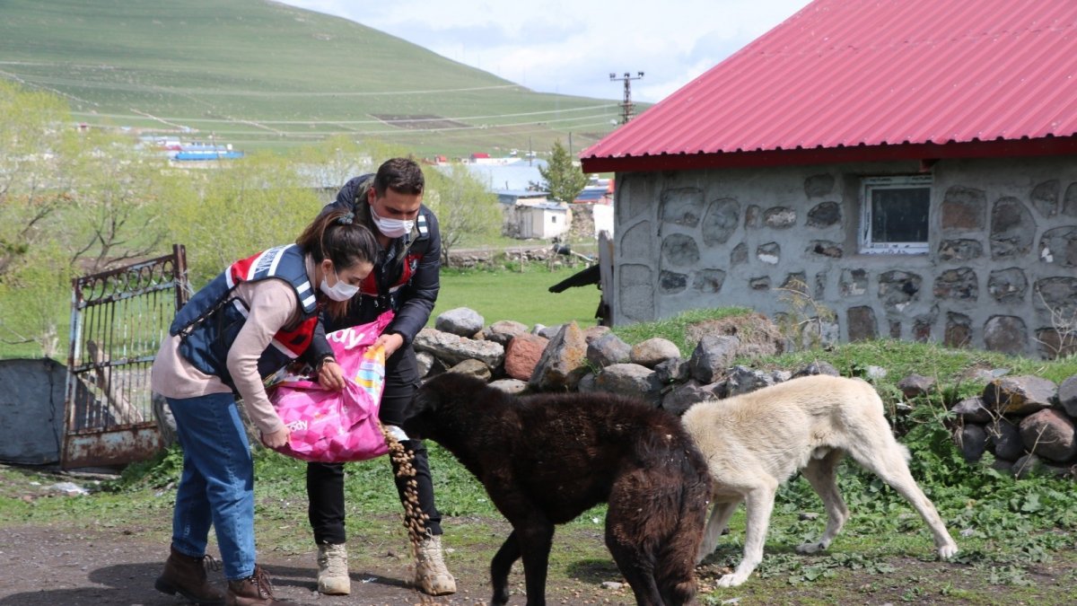 Tam kapanmada aç kalan sokak hayvanlarının yardımına koştu