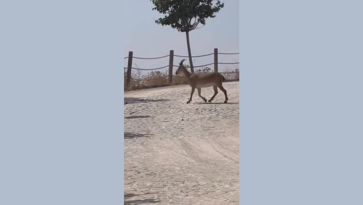 Tarihi Harput Mahallesi'nde dağ keçileri görüldü