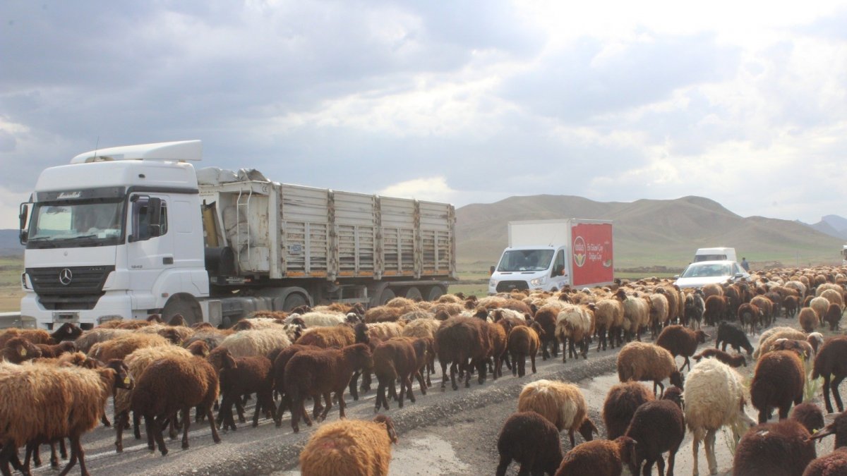 Tarım arazilerine zarar vermemek için binlerce koyunu asfalt yoldan geçiriyorlar