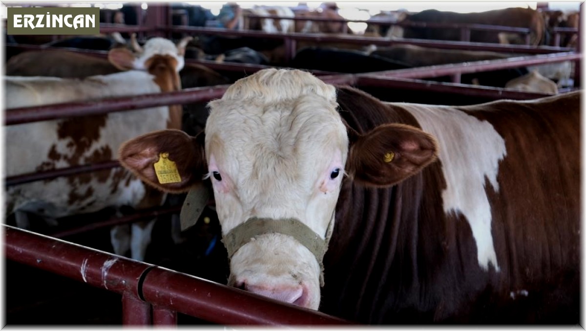 'Tarım Cebimde' uygulaması ile kurbanlıkların bütün bilgilerine ulaşılıyor