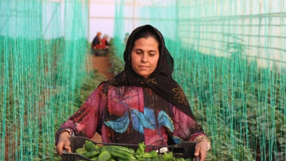 Tarım-GFE yıllık yüzde 34,24 arttı