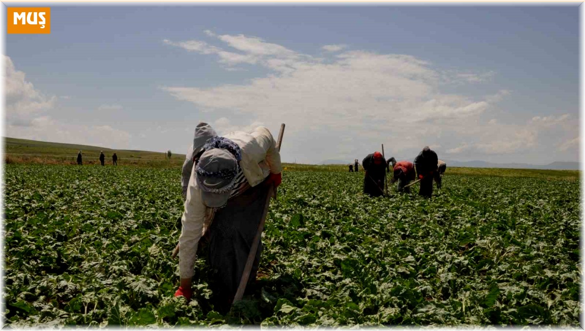 Tarım işçisi kadınlar pancar üretimi mesaisinde