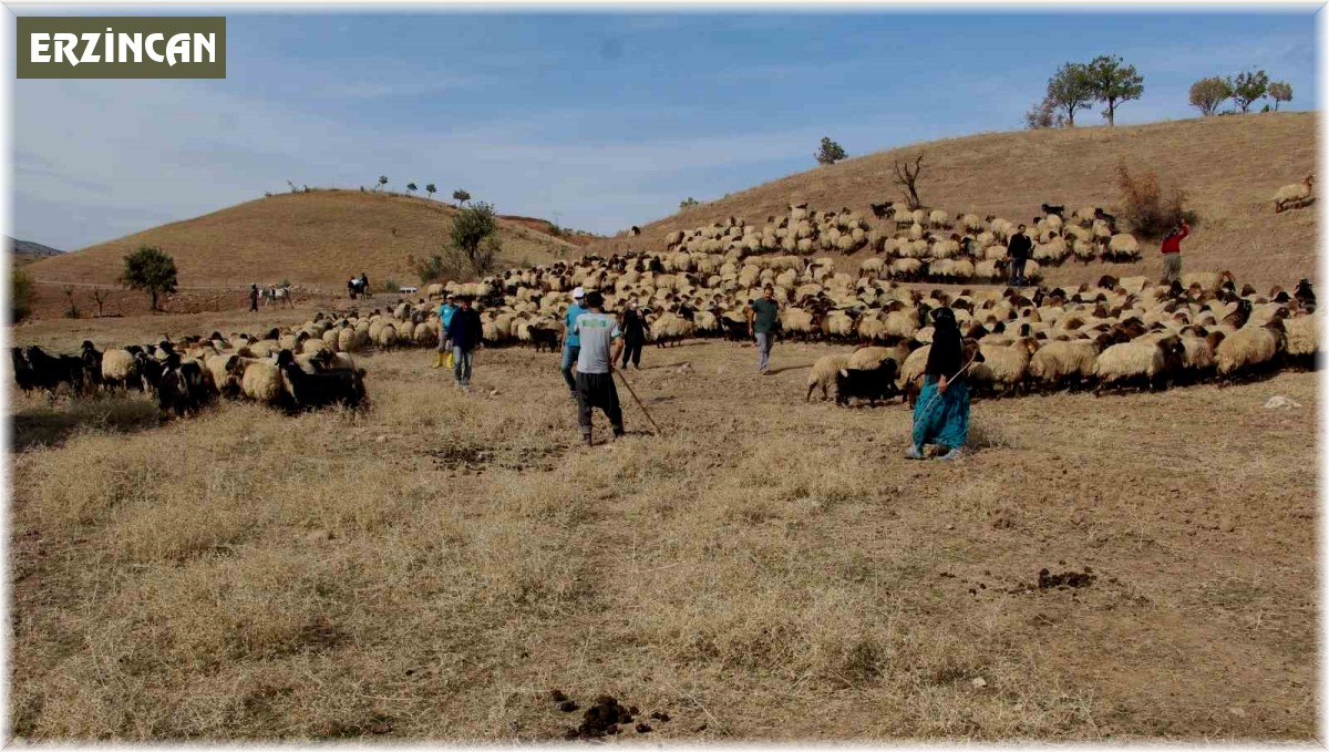 Tarım Müdürlüğü ekipleri, Kemah'ta küpeleme ve aşılama çalışması yaptı