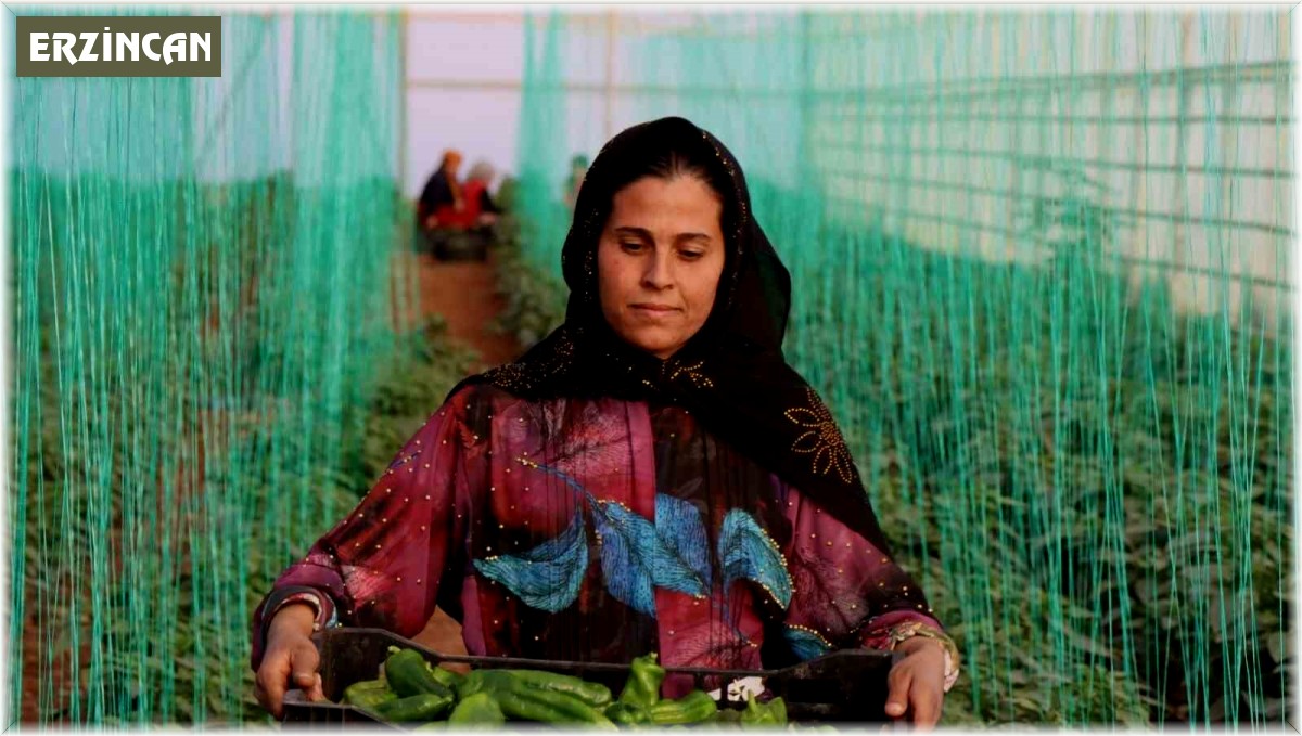 Tarım-ÜFE yıllık yüzde 106,77 arttı