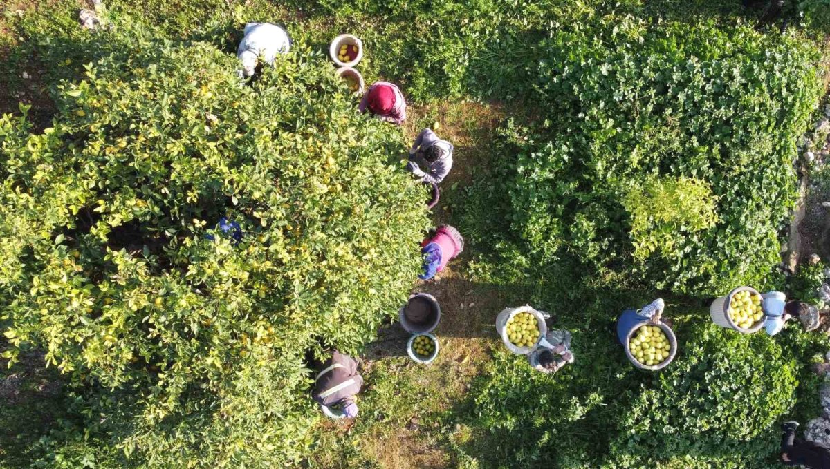 Tarım-ÜFE yıllık yüzde 36,01 arttı