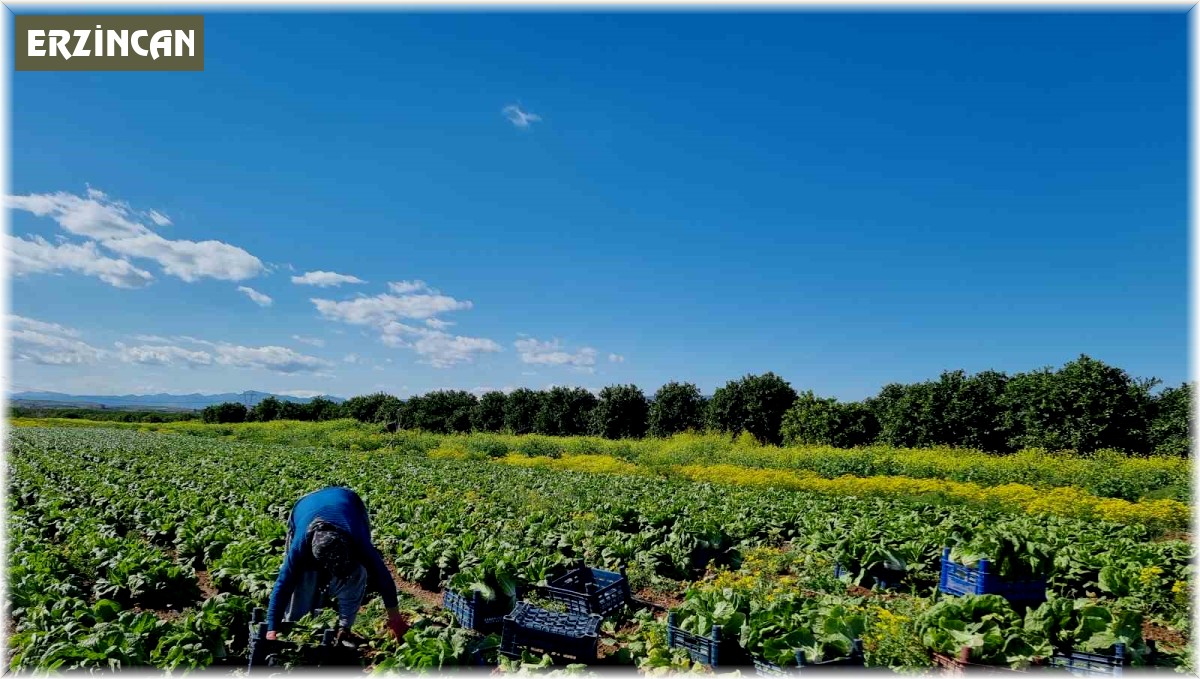 Tarımda üretici enflasyonu nisanda yüzde 71,52'ye geriledi