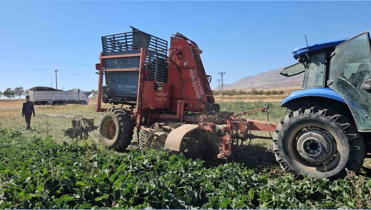 Tarımın kalbi Adilcevaz'da pancar sökümüne başlandı