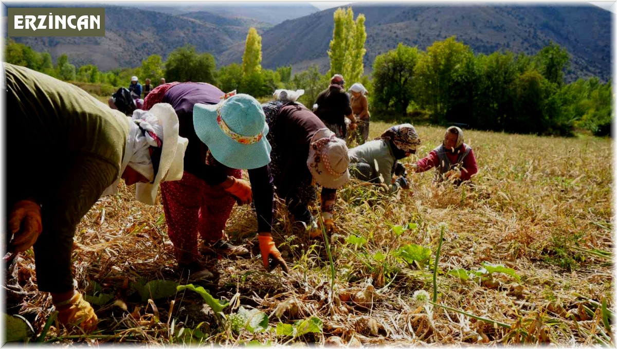 Tarımsal üretimin gerçek kahramanları kadınlardır