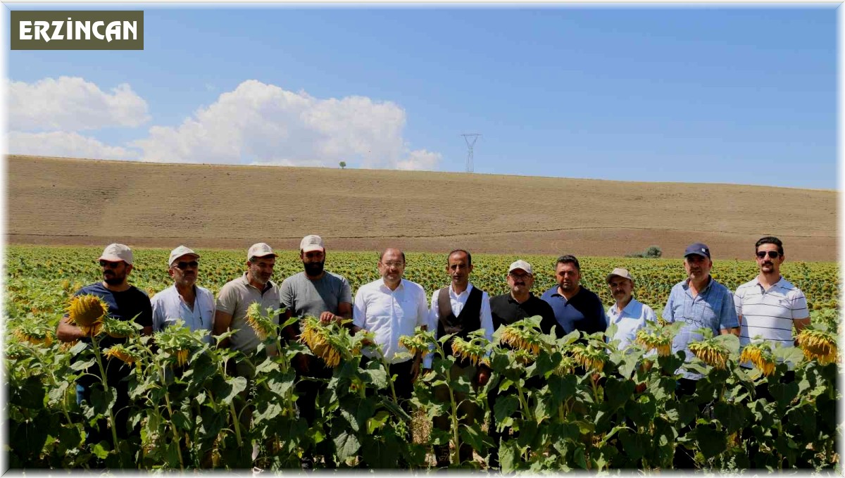 Tarla gününde ayçiçeği tarlaları görsel şölen sundu