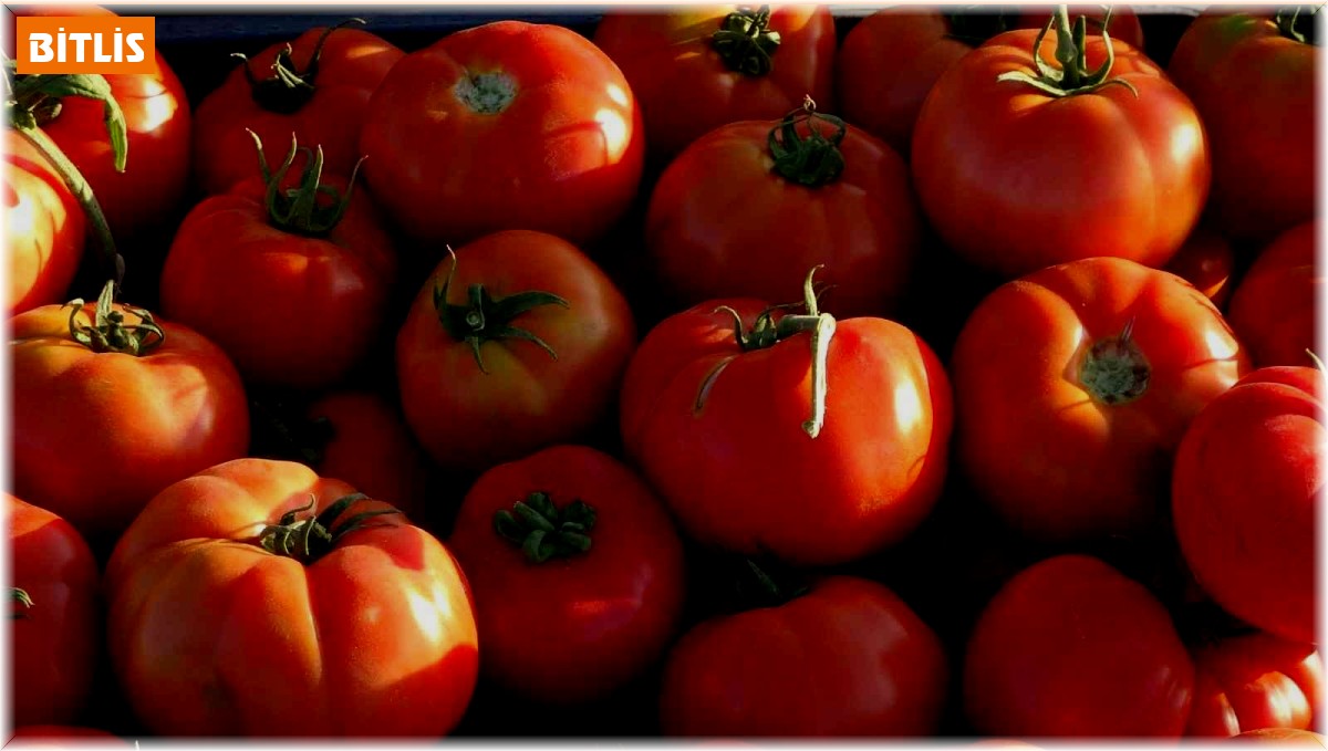 Tarladan tezgahlara domates hasadı