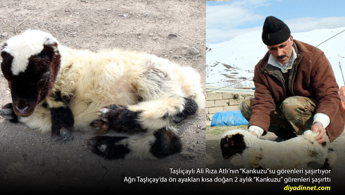 Taşlıçay'da 2 Aylık "Kankuzu" Görenleri Şaşırtıyor: Ön Ayakları Daha Kısa