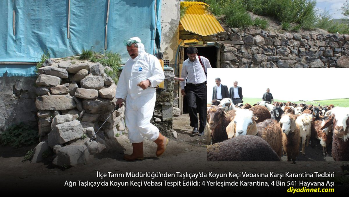 Taşlıçay'da 4 Köyde Koyun-Keçi Vebası Alarmı: 4 Bin 541 Hayvan Aşılandı, Karantina Başlatıldı