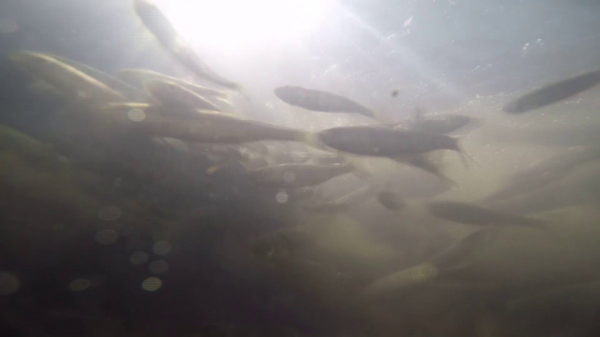 Tatlı su yataklarında yavru inci kefali şöleni