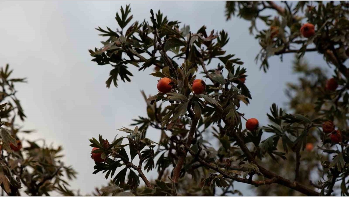 Tatvan'da alıç hasadı