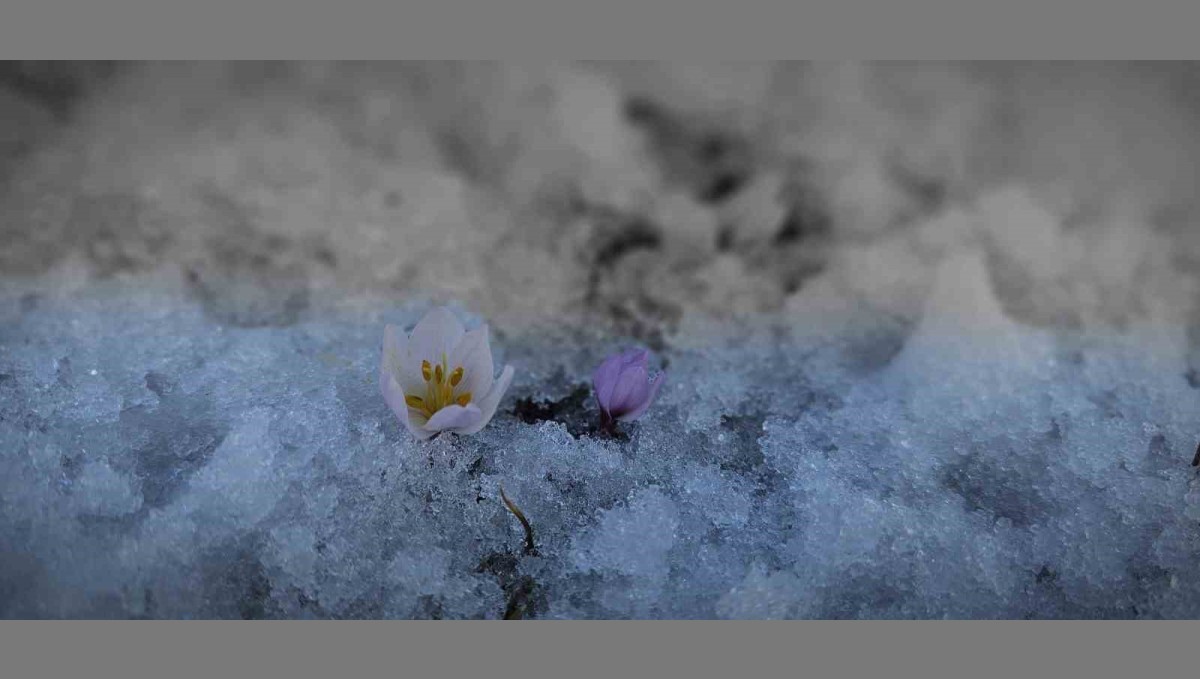 Tatvan'da baharın müjdecisi çiğdemler açtı