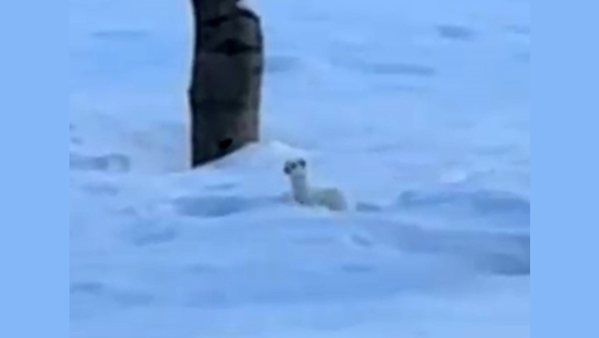 Tatvan'da beyaz gelincik görüntülendi