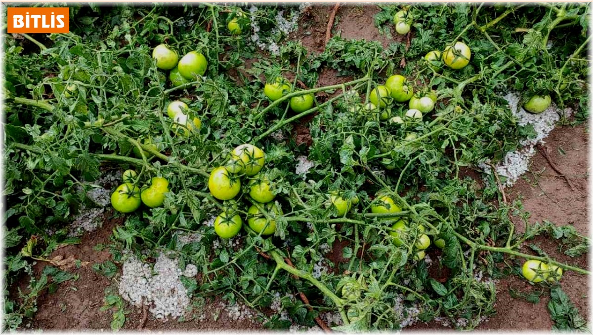 Tatvan'da dolu yağışı etkili oldu: Ekinler zarar gördü, yollar su altında kaldı