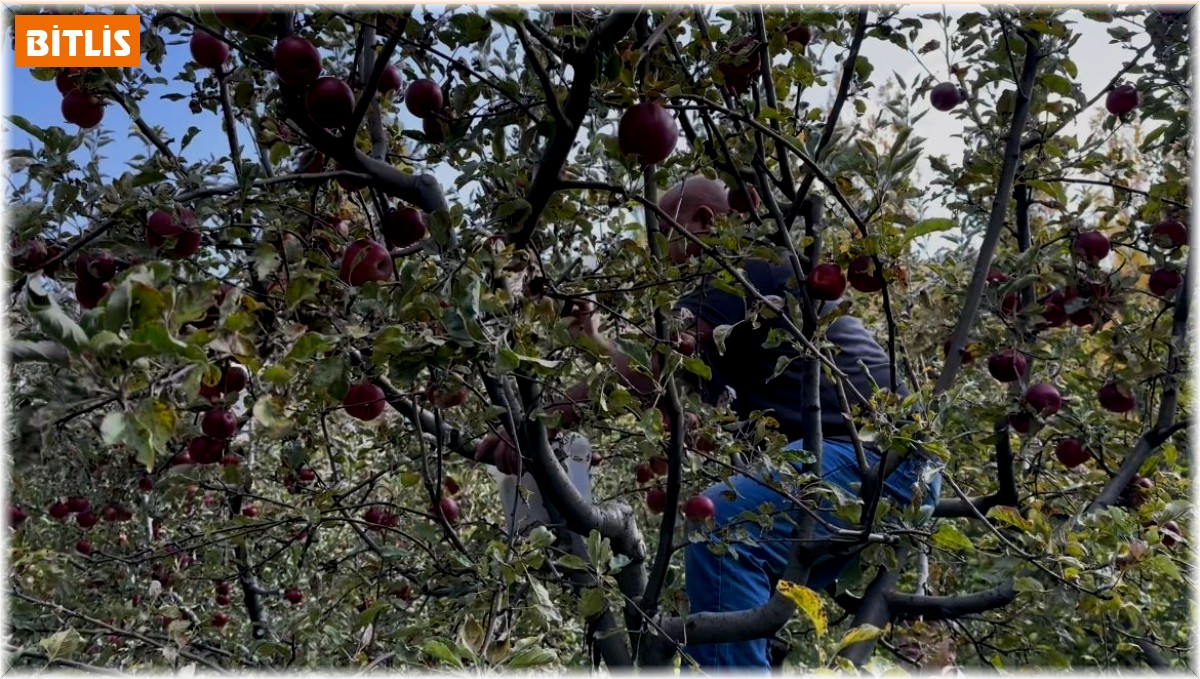 Tatvan'da elma hasadı