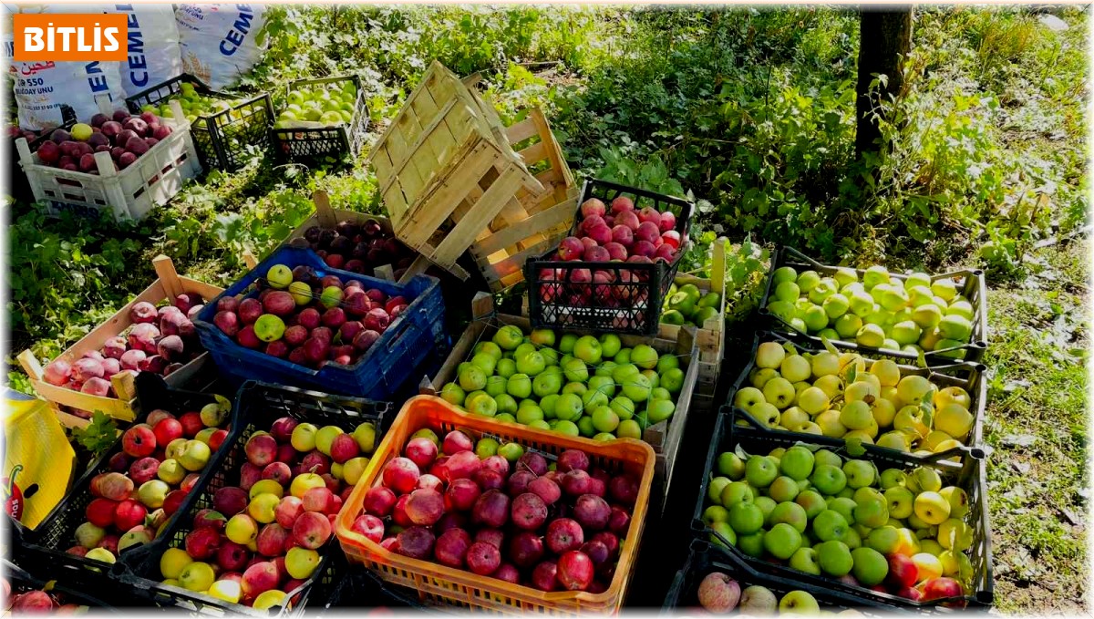 Tatvan'da elma hasadı