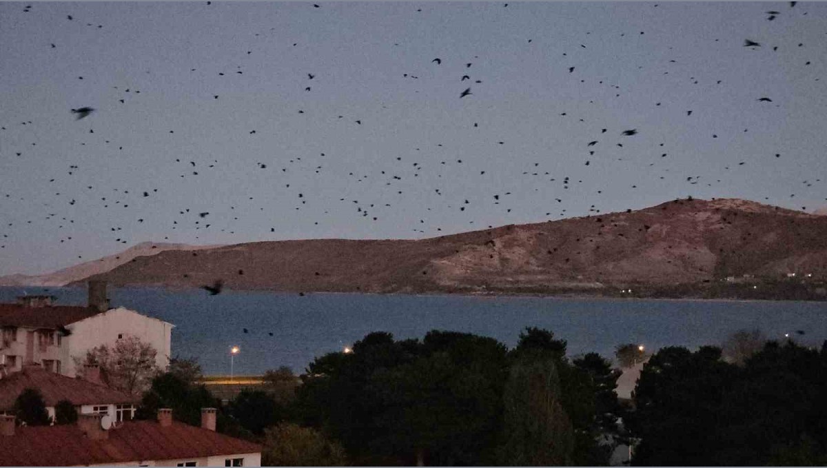 Tatvan'da gökyüzü kargalarla karardı