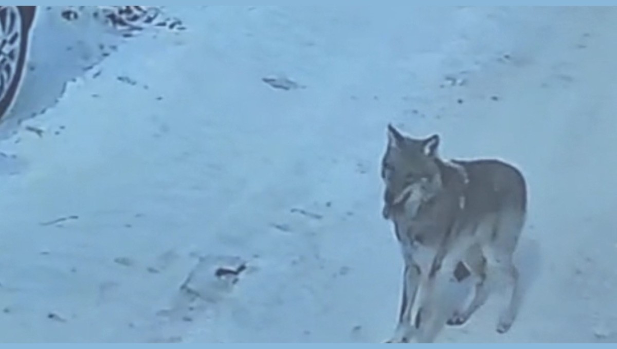 Tatvan'da gündüz vakti kurt görüldü