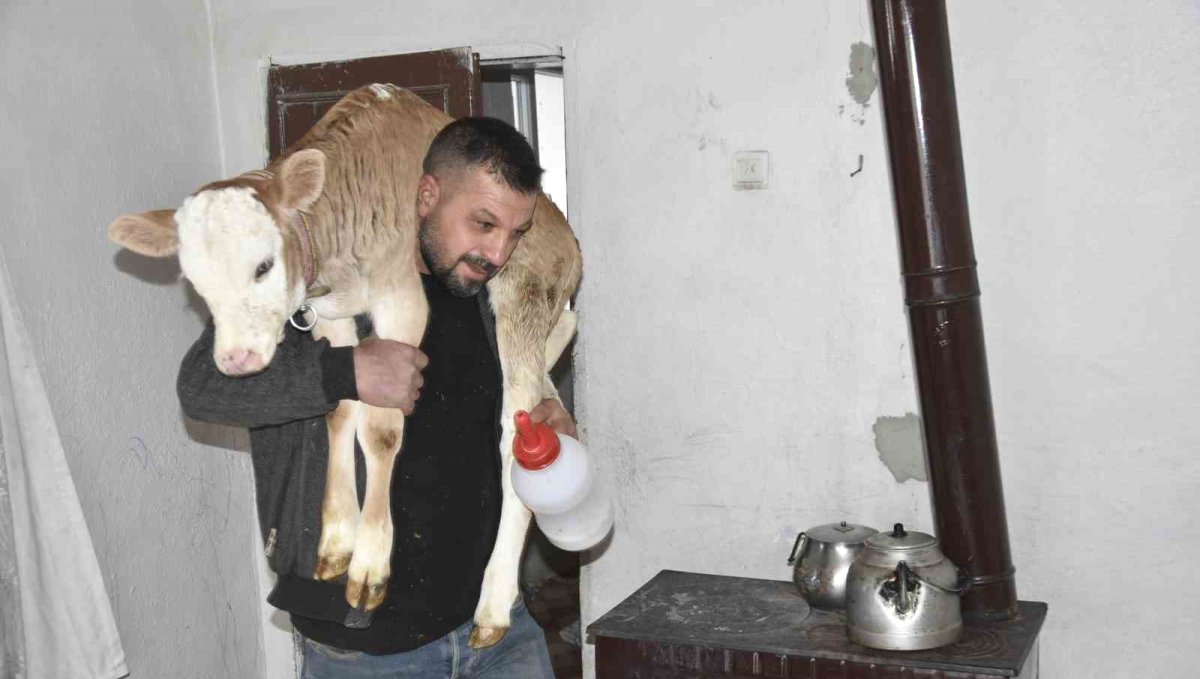Tatvan'da hasta buzağıya evde özel bakım