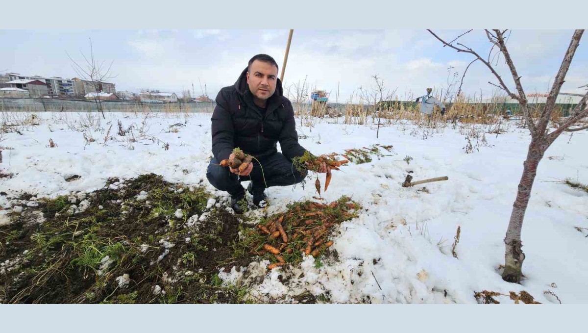 Tatvan'da kar altındaki havuçların hasadı yapıldı