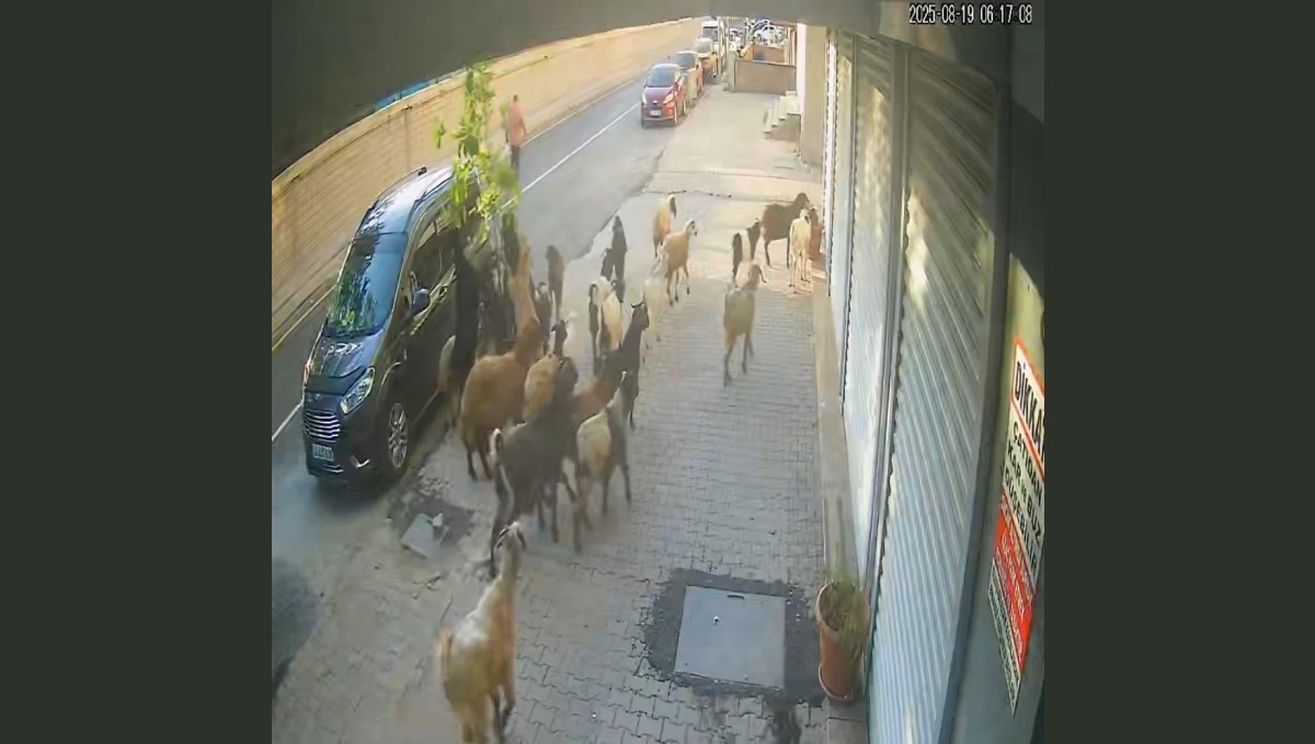 Tatvan'da keçinin inadı limon ağacını devirdi