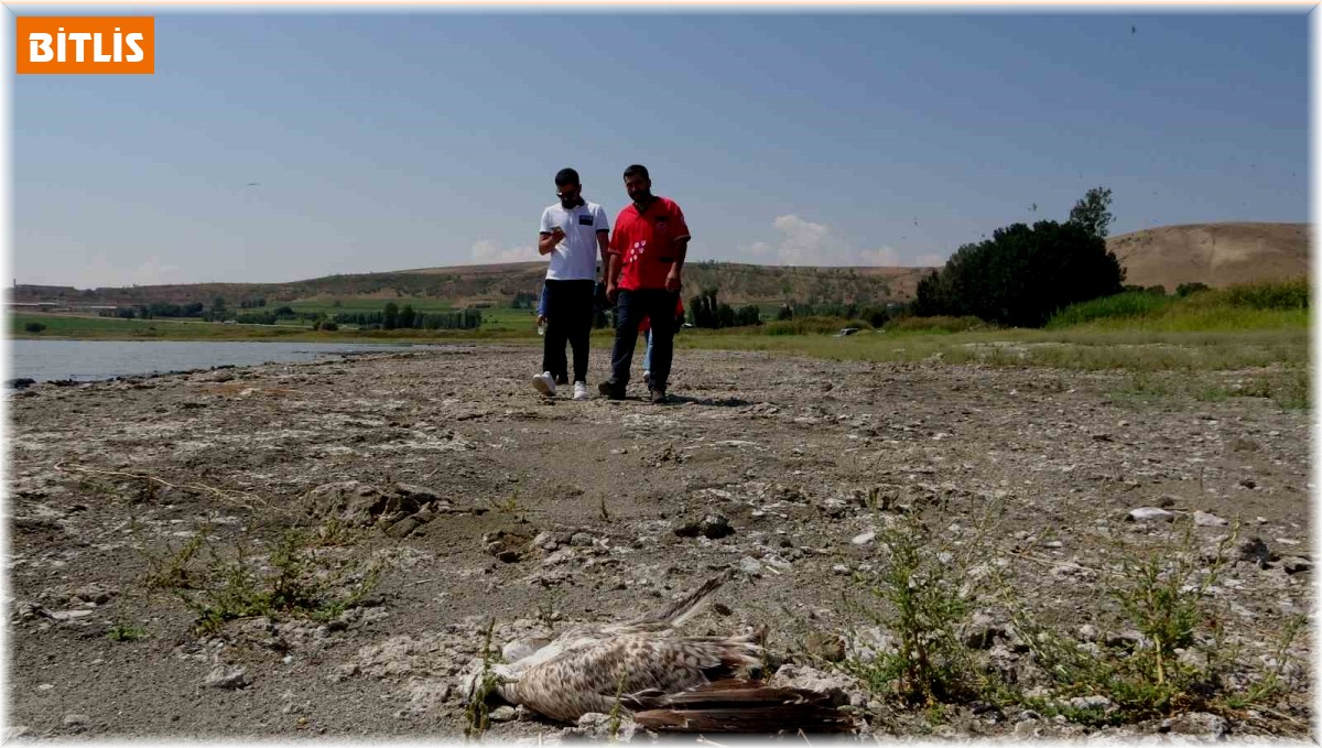 Tatvan'da martı ölümleri