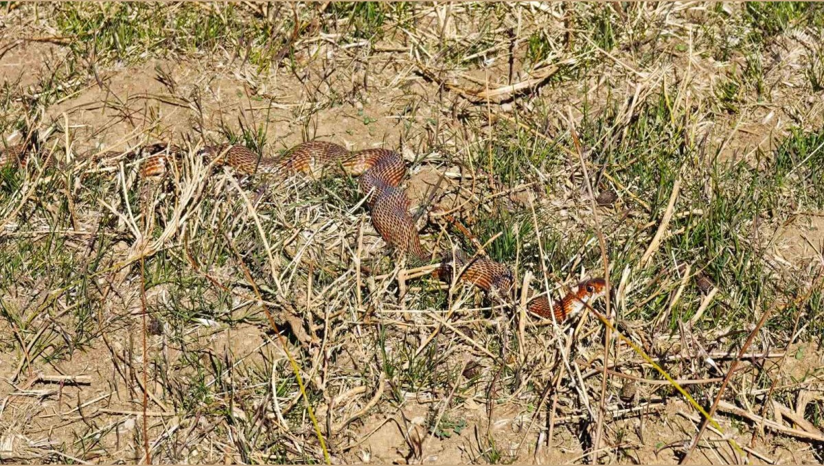 Tatvan'da nadir görülen kırmızı yılan görüntülendi