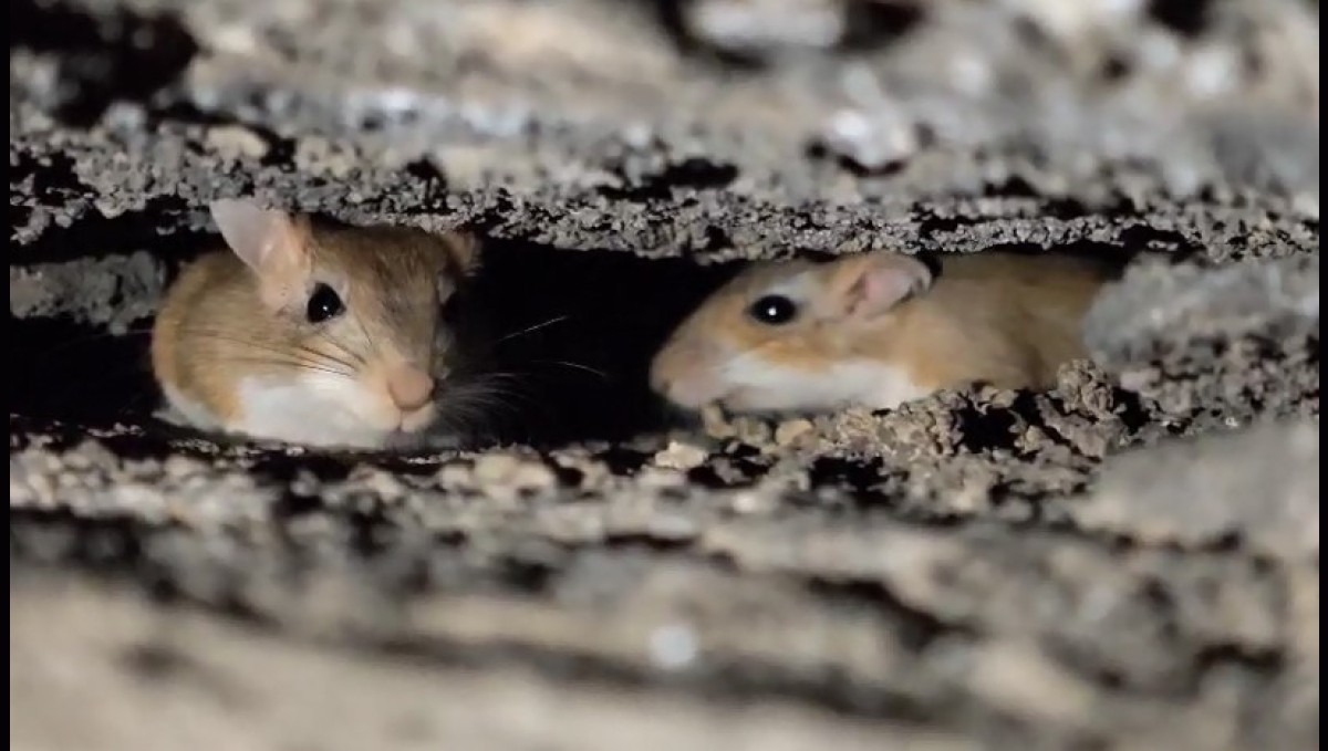 Tatvan'da nesli tehdit altındaki Arap tavşanları görüntülendi