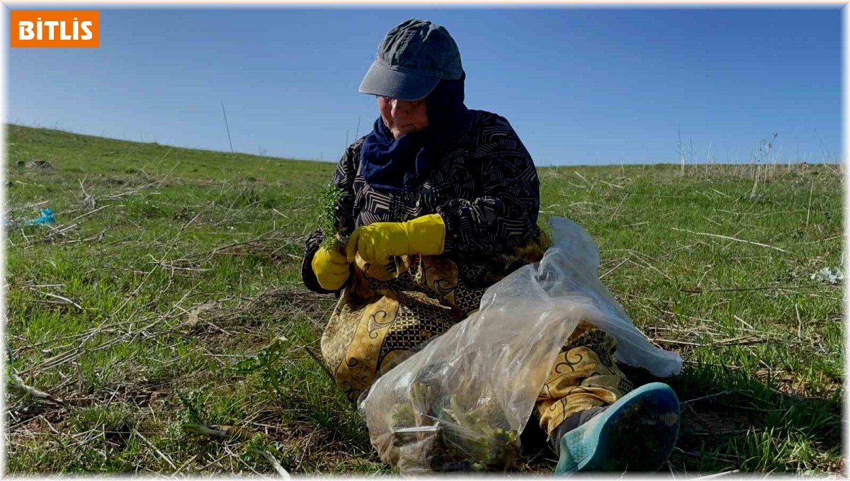 Tatvan'da şifa deposu 'kenger otu' mesaisi başladı