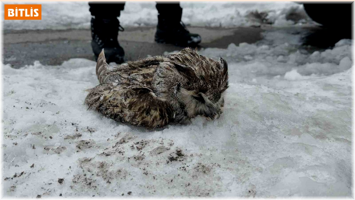Tatvan'da soğuk havadan dolayı puhu dondu