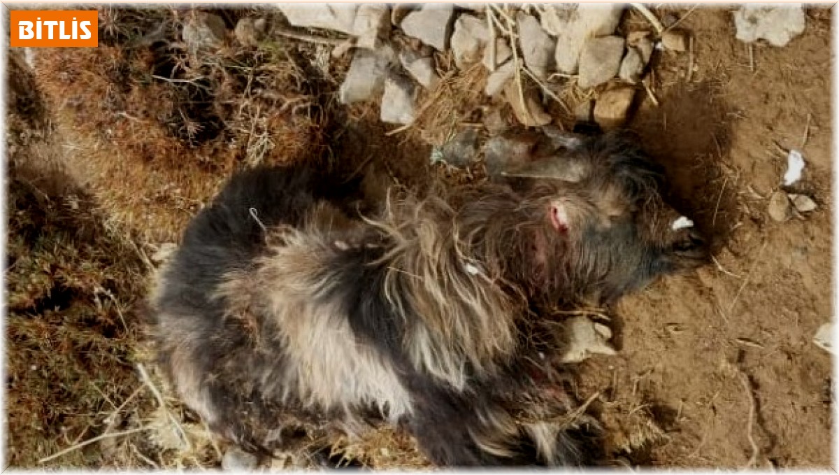 Tatvan'da sürüye kurt saldırdı, 55 koyun telef oldu