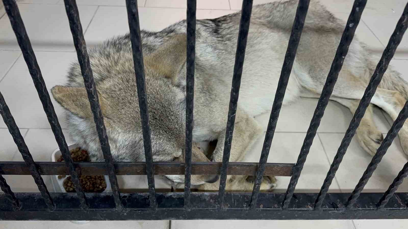 Tatvan'da yaralı halde bulunan kurt tedavi altına alındı