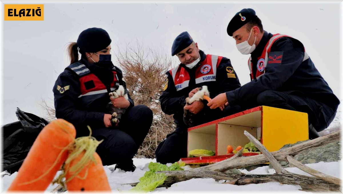 Tavşan Adası'nın uzun kulaklı sakinleri jandarma tarafından besleniyor