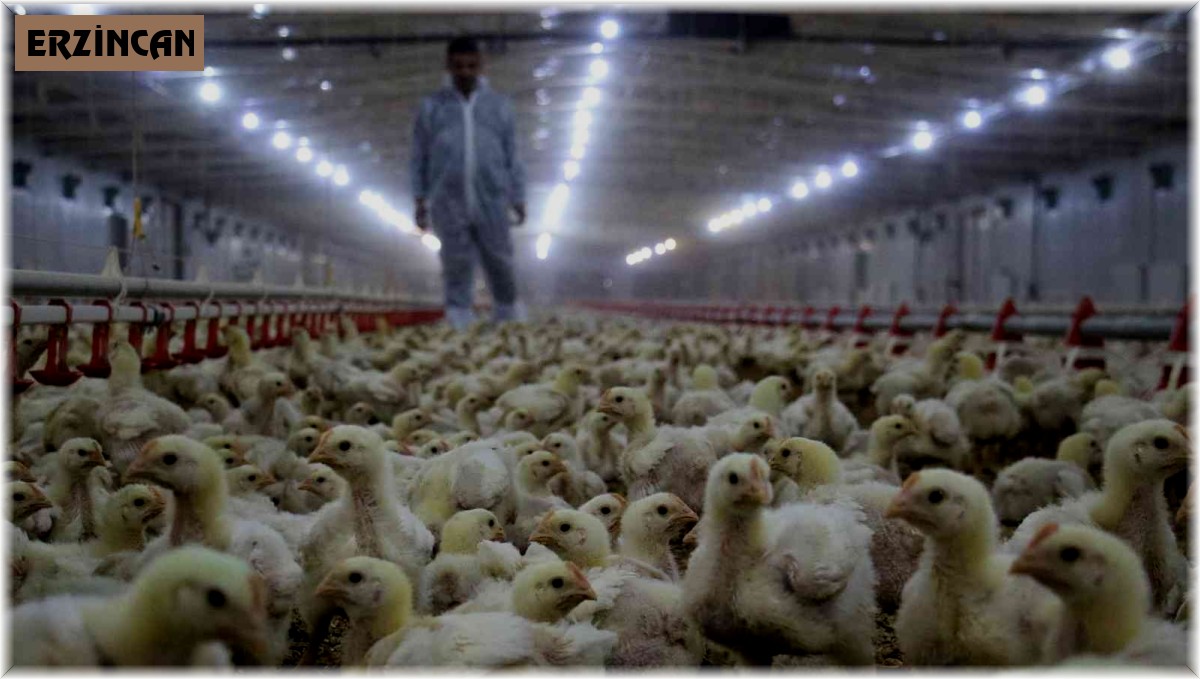 Tavuk eti üretimi şubatta yüzde 9,7 azaldı