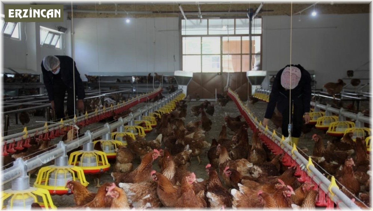 Tavuk eti üretimi yüzde 3,3 arttı
