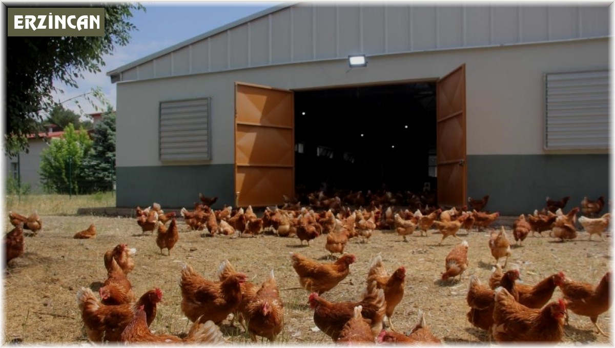 Tavuk üretimi yüzde 8,9 azaldı
