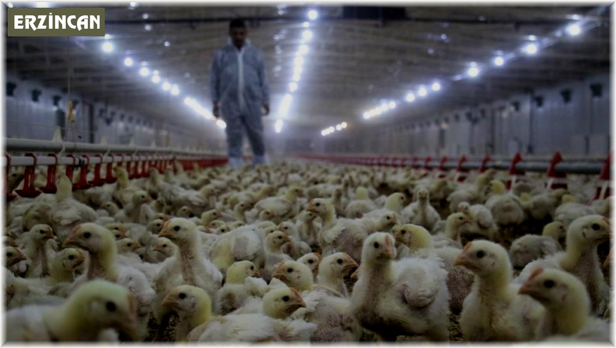 Tavuk yumurtası üretimi yüzde 2 azaldı
