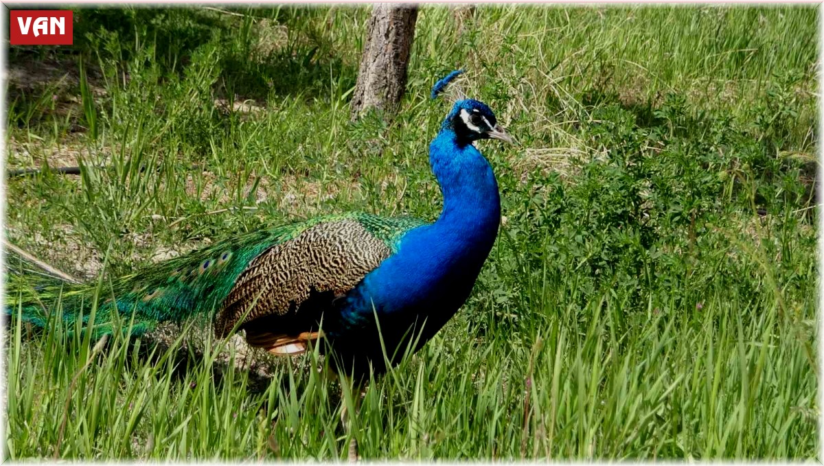 Tavus kuşları Van YYÜ'nün kalıcı misafirleri oldu