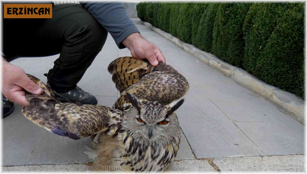 Tedavi edilen Puhu kuşu doğaya salındı