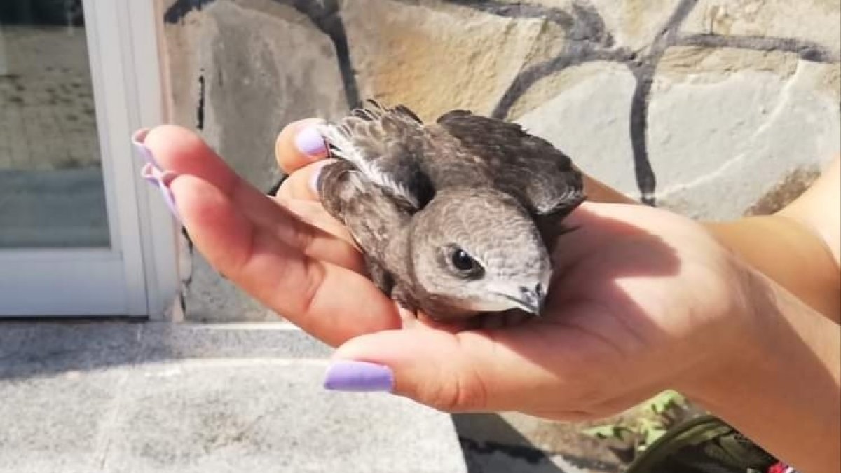 Tedavileri tamamlanan Ebabil kuşları doğaya bırakıldı