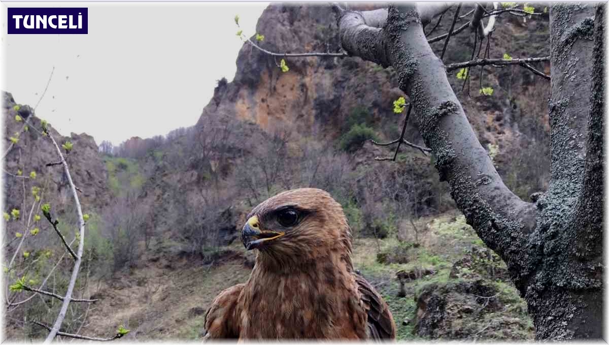 Tedavileri tamamlanan kızıl şahin ve alaca baykuş doğaya bırakıldı