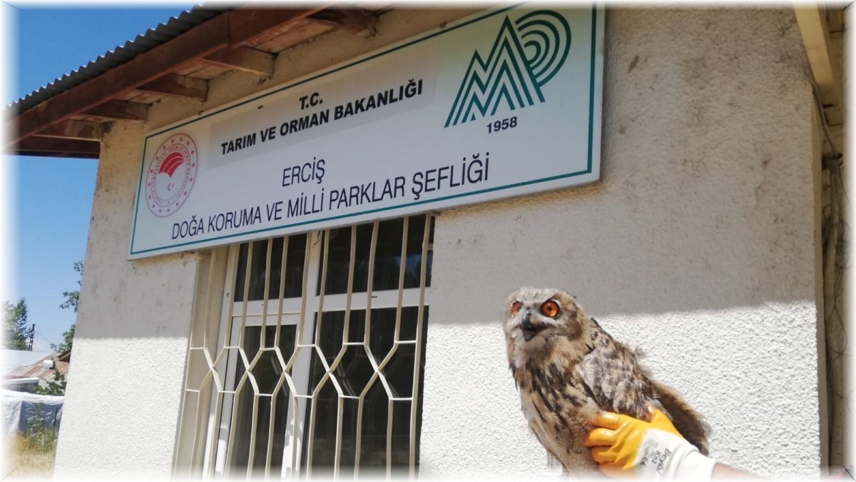 Tedavileri tamamlanan kuşlar doğaya salındı