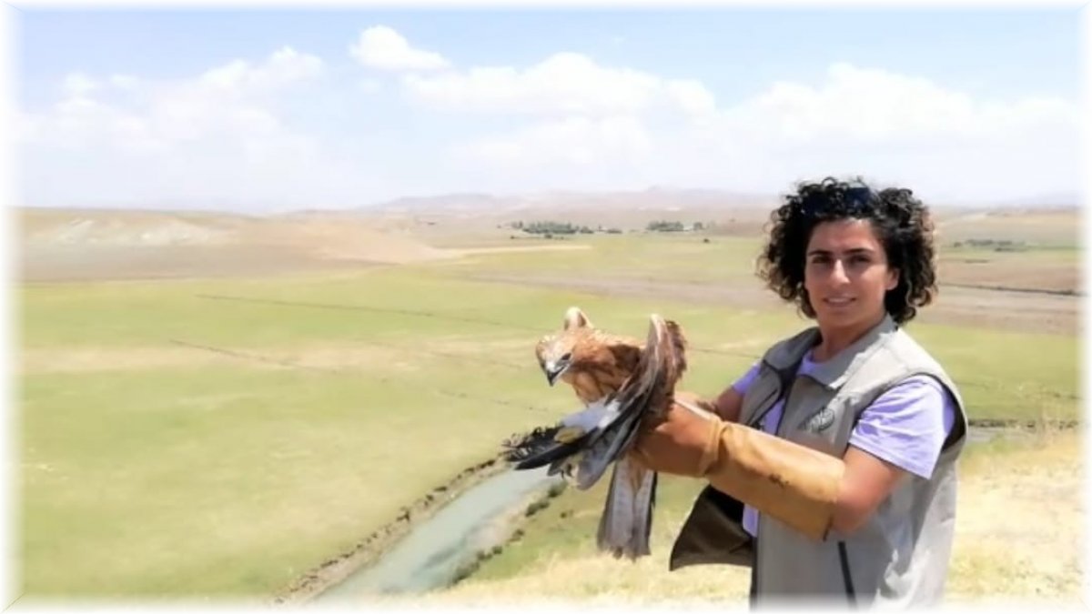 Tedavileri tamamlanan kuşlar doğaya salındı