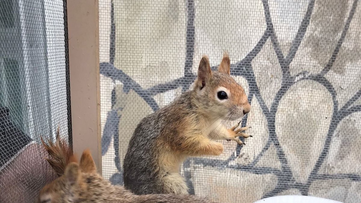 Tedavileri tamamlanan sincaplar doğaya bırakıldı