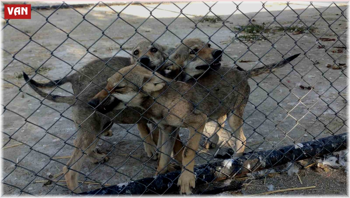 Tedavileri tamamlanan ve rehabilite edilen yaban hayvanlar doğaya salınmaya hazır