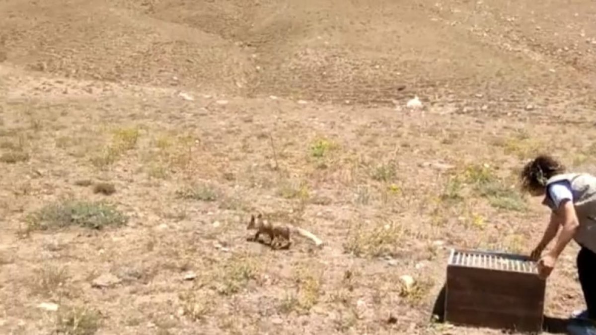 Tedavileri tamamlanan yavru tilkiler doğaya bırakıldı